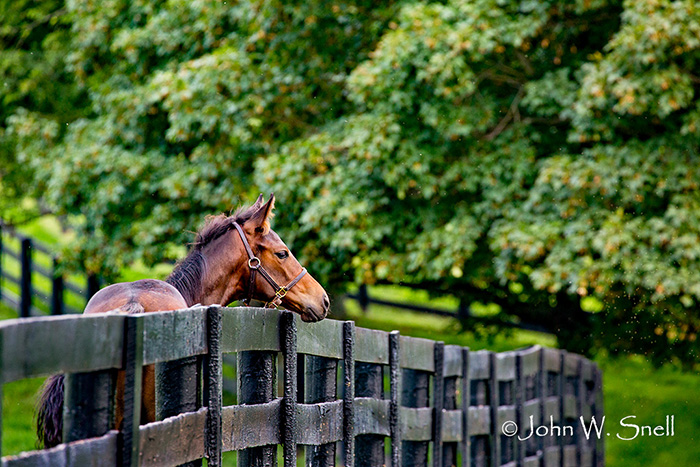 Over the Fence