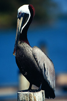 Pelican