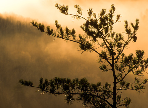Pine & Glowing Mist