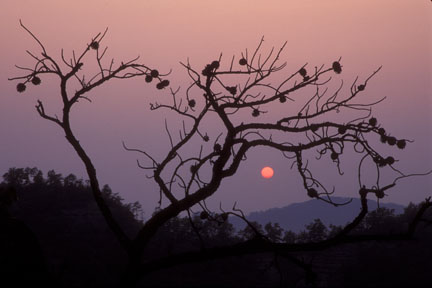 Pine Sunset