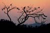 Pine Sunset
