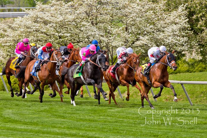 Racing Past the Dogwoods