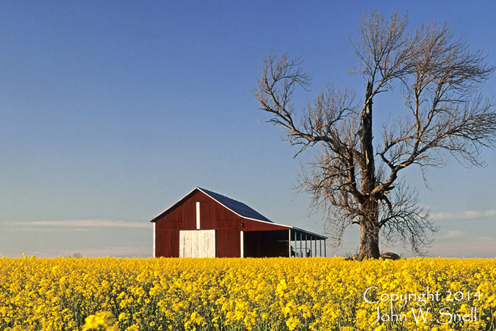 Red Barn & Mustard