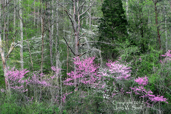 Redbud before Nightfall