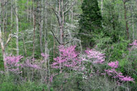 Redbud before Nightfall