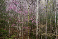 Redbud Forest