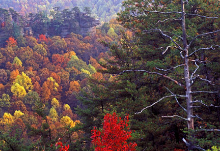 Autumn's Sentinel
