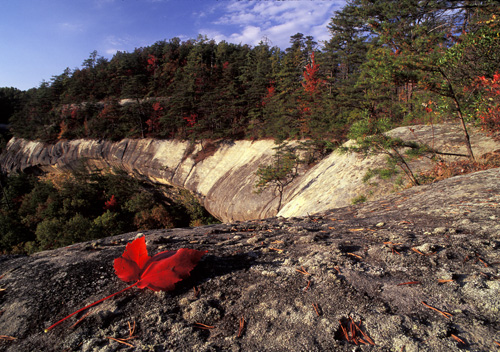 Red Leaf on Clifftop
