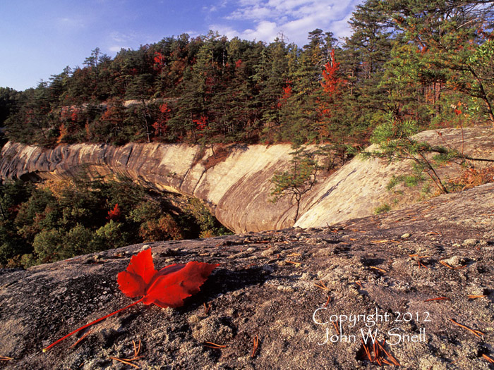 Red Leaf on Clifftop