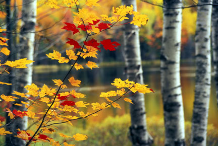 Red Maple and Birches