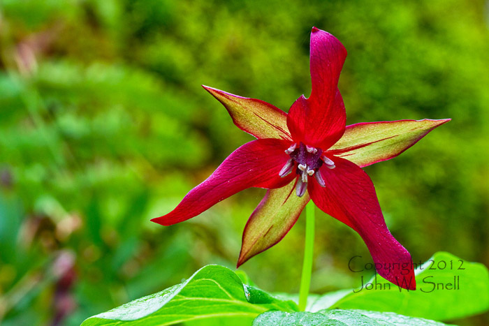 Red Star of the Forest