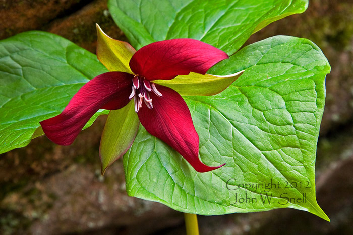 Red Trillium