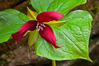 Red Trillium