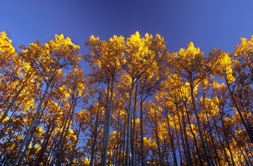 Roaring Fork Rd. Aspen Treetops