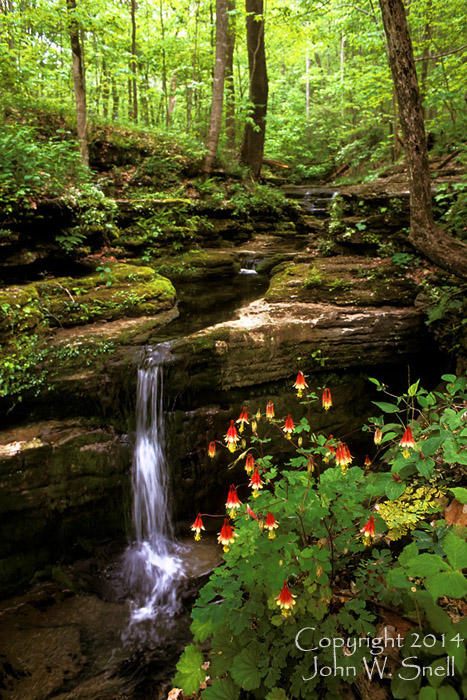 Raven Run Columbines
