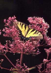 Swallowtail on Joe Pie Weed