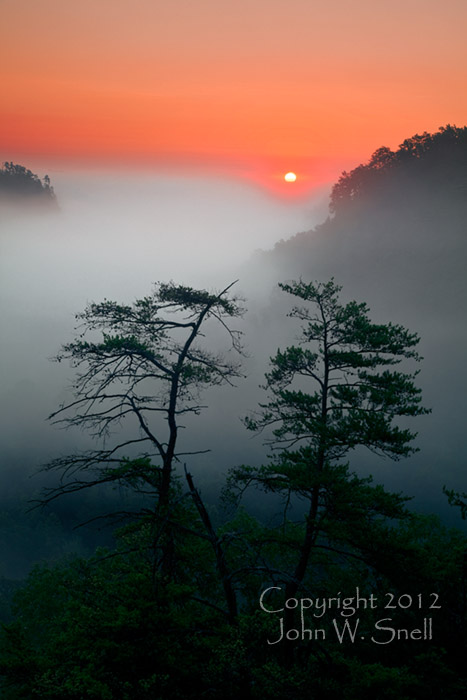 Two Trees at Sunrise