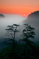 Two Trees at Sunrise