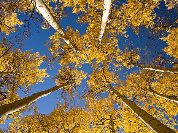 Up through the Aspens