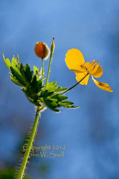 Wood Poppy and Blue Sky