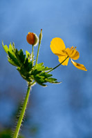 Wood Poppy and Blue Sky