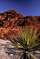 Yucca Plant, Red Rock Canyon, Nevada